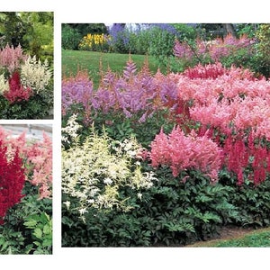 3 Ast MIXED COLOR Astilbe  Winter Hardy Perennial~Bare-root Division