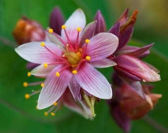 3 Pink Marsh St. Johns Wort Koi Pond/Bog/Water garden Plants ~Winter Hardy Perennial ~Bare-root