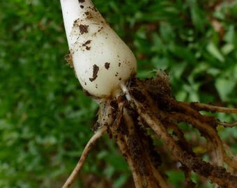 5 Ramps Bulbs (Allium tricoccum) **Spring Planting