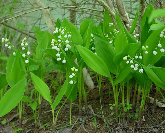 4 Mini Lily of the Valley Plants: Winter Hardy Perennial Shade