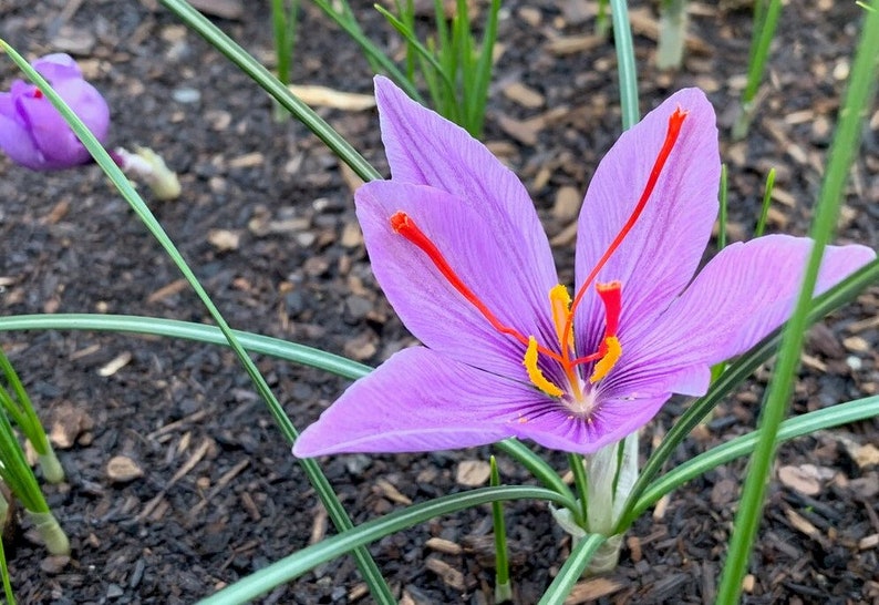 5 Saffron Crocus bulbs Crocus Sativus Fallblooming Ships Etsy