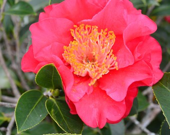 Red Camellia   UNROOTED 6-12" Cuttings Bush/shrub~Easy to root