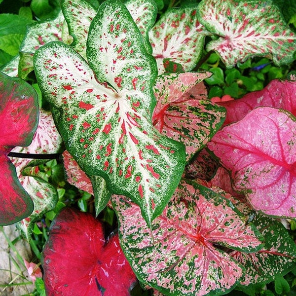 Caladium Bulbs Etsy