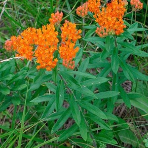 2 Butterflyweed Asclepias tuberosa L. Wildflower garden Live Bare root plants image 5