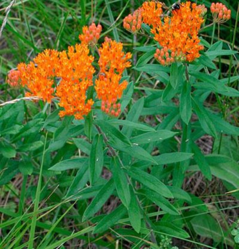 2 Butterflyweed Asclepias tuberosa L. Wildflower garden Live Bare root plants image 5