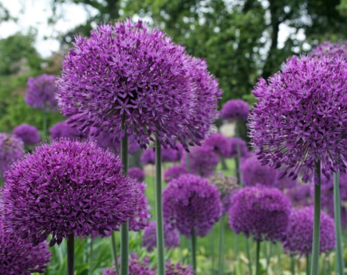 3 GIANT Purple Allium Bulbs tall Grower large Blooms/globes naturalize