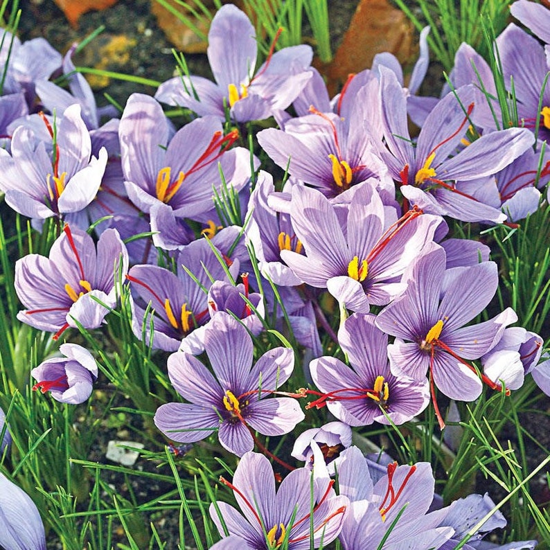 10 Saffron Crocus Bulbs Crocus Sativus fallblooming Ships Etsy