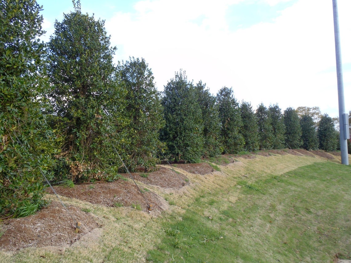 1 Nellie Stevens Holly Seedling/Sapling Privacy hedge Bush Etsy