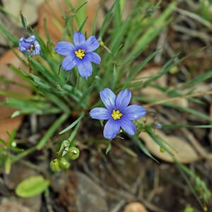 May include: A close-up of a cluster of blue wild flowers with yellow centers. The flowers are growing in a bed of green grass and brown leaves.