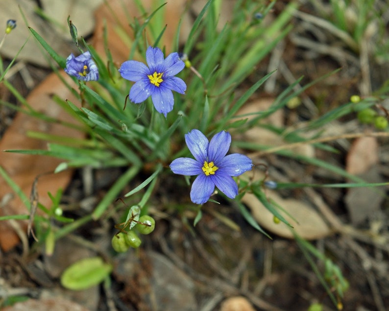 WetNWildGardens Eastern Blue-Eyed Grass - Thumbnail 4