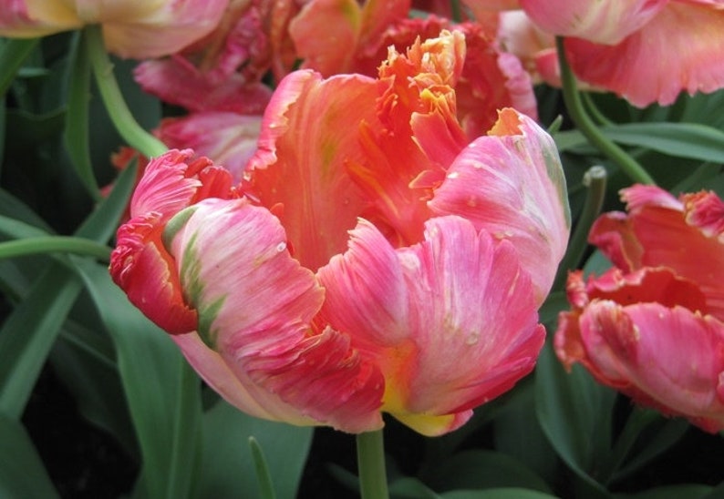5 Parrot Tulip Bulbs Mixed PASTEL Collection pre Chilled for Etsy