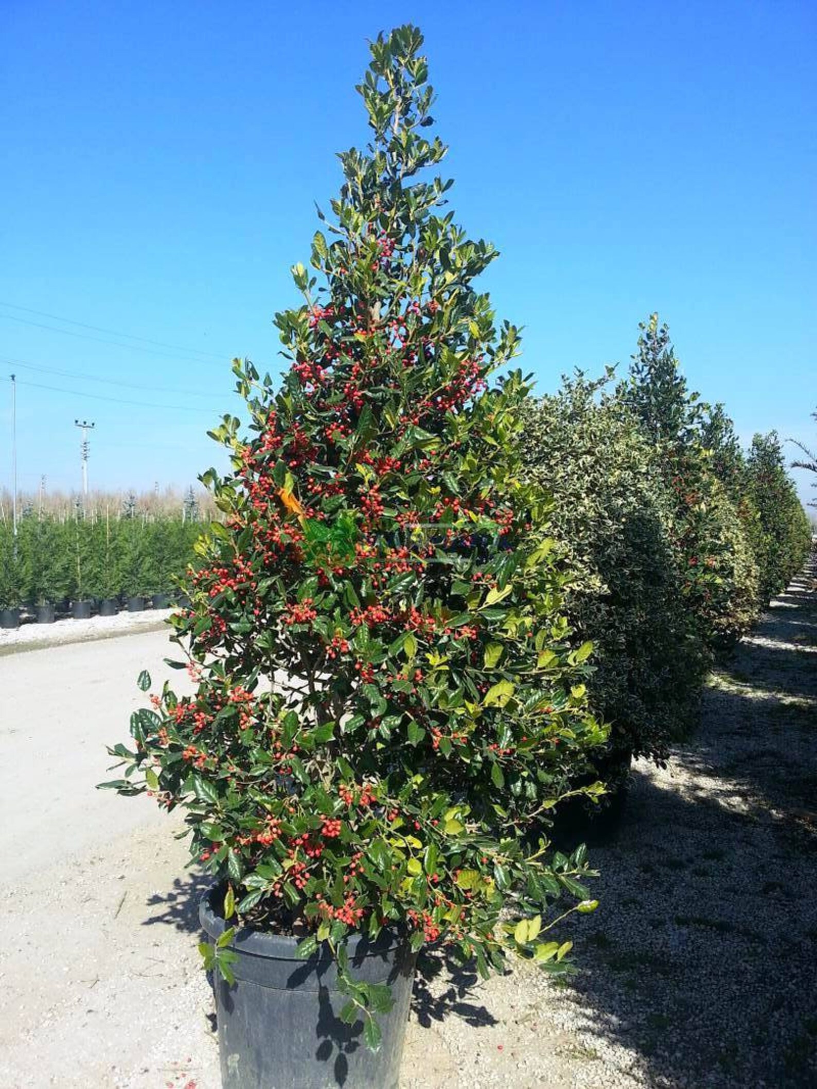 1 Nellie Stevens Holly Seedling/sapling Privacy Hedge Bush Etsy