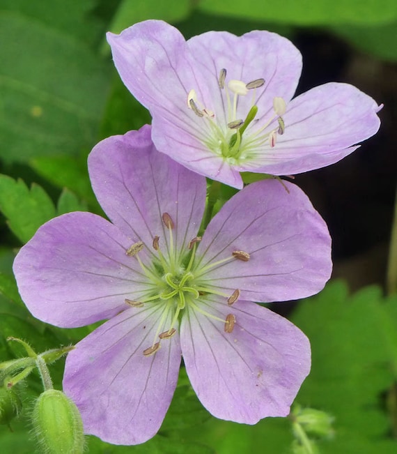 5 WILD GERANIUM Geranium maculatum Woodland Wildflower ~Native 