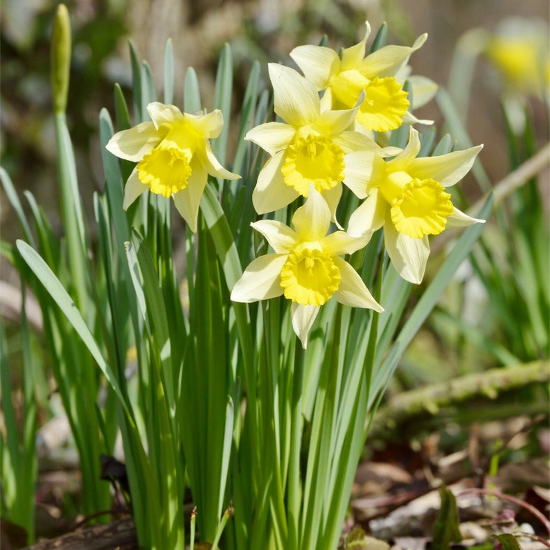 Bulbes De Jonquilles Budget Collection 25 Pièces - Mélange Parfumé Et Résistant Pour Jardin Printanier