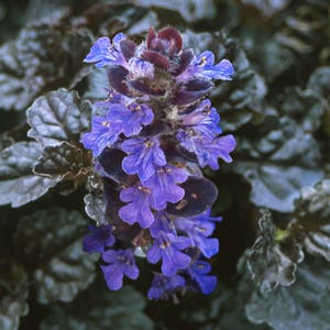 10 'Black' Ajuga Creeping ground cover ~live bare root plants~Stunning foliage contrast ~Winter hardy