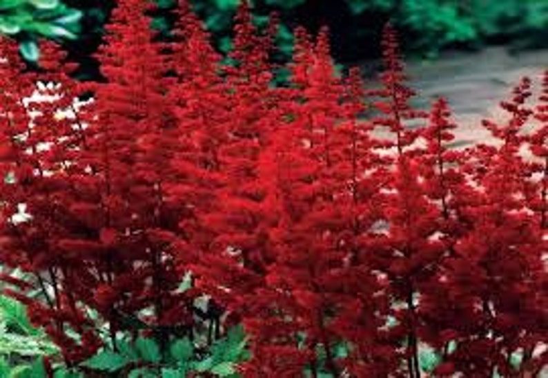 lot of 4 Red Astilbe Winter Hardy Perennial~Bare-root plants