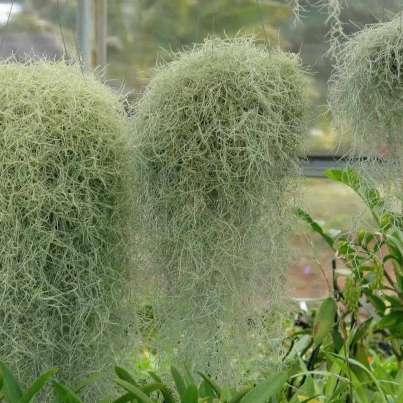 4 Gallon Bags Full of Spanish Moss Tillandsia Usneoides Fresh Etsy