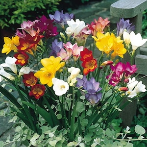May include: A bouquet of freesia flowers in a variety of colors, including white, yellow, red, purple, and pink. The flowers are arranged in a vase and are surrounded by green leaves.