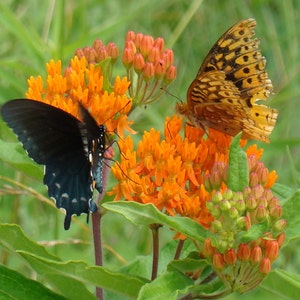 2 Butterflyweed Asclepias tuberosa L. Wildflower garden Live Bare root plants image 2