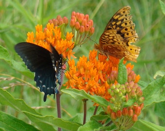 1 Butterflyweed (Asclepias tuberosa L.) Wildflower garden Live Bare root plants