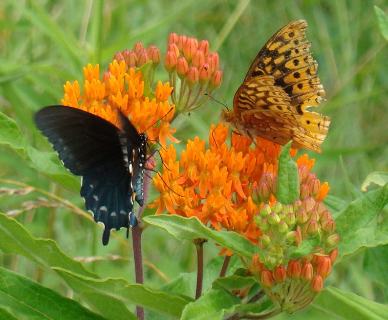 2 Butterflyweed Asclepias tuberosa L. Wildflower garden Live Bare root plants image 2