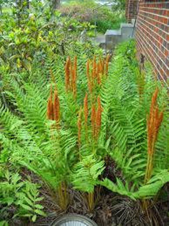 2 Cinnamon Fern Nativewoodland GARDEN Etsy