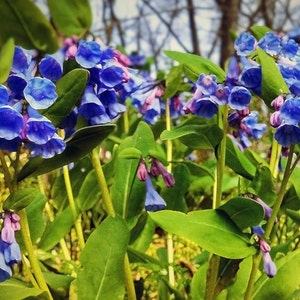 10 Virginia bluebells~Shade loving perennial~Woodland Gardens~Winter Hardy~Ground Cover~live bare root plant