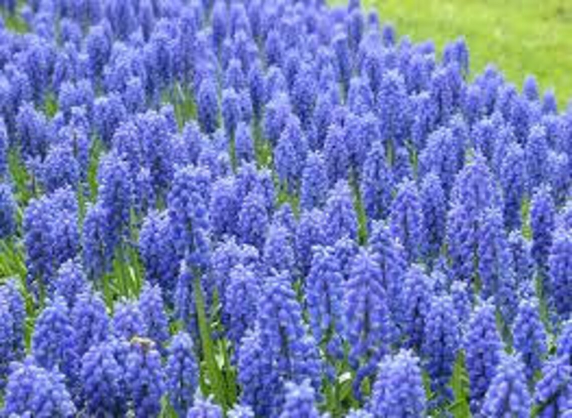 5 Blue Muscari Bulbs grape Hyacinth pre Chilled for Indoor Etsy