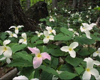 4 Wild Woodland WHITE TRILLIUM Native plant~Spring bulbs~Winter Hardy~Naturalize~live bare root plant