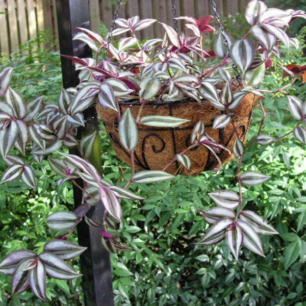 3 Wandering Jew Rooted Cuttings 4-10" Ground cover/Hanging baskets in zones 9-11 Houseplant/annual zones 3-8