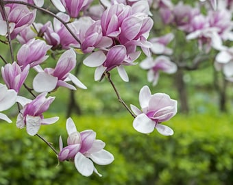 3 Saucer Magnolia Seedling/Sapling Flowering ~ Bush ~ Tree