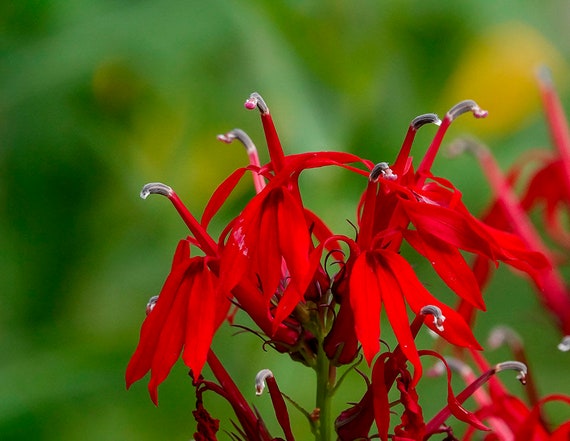 4 Cardinal Flower Lobelia cardinalis Koi Pond Bog Marsh Water garden ~Winter Hardy Perennial ~Bare-root