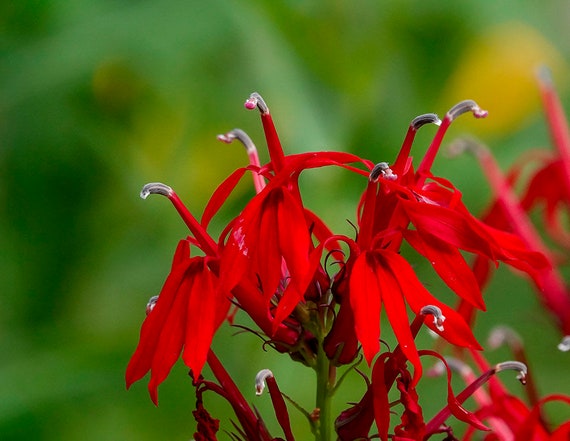 2 Cardinal Flower Lobelia Cardinalis Koi Pond / Bog / Marsh / - Etsy