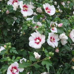 1 White Rose-of-Sharon LIVE PLANT SEEDLING Bush/shrub/tree Privacy Hedge