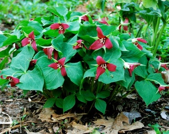 4 Wild Woodland RED TRILLIUM Native plant~Spring bulbs~Winter Hardy~Naturalize~live bare root plant