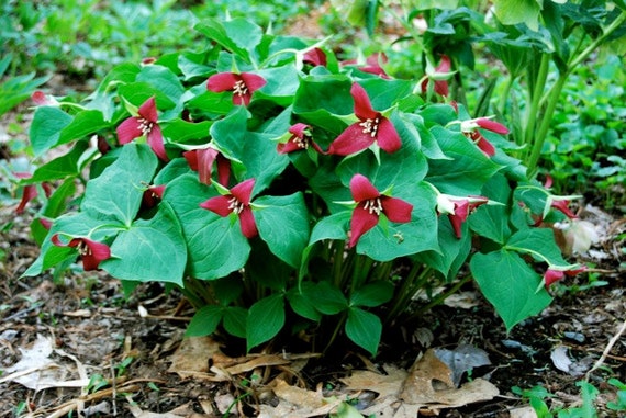 4 Wild Woodland RED TRILLIUM Native Plant~spring Bulbs