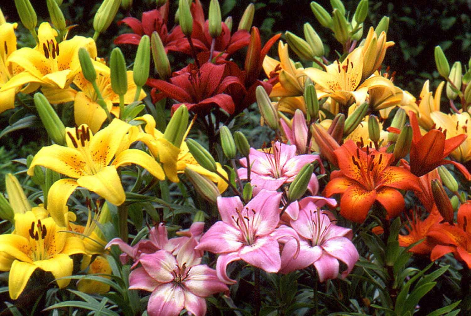 Can Asiatuc Lillies Tolerate Full Sun Hot Weather
