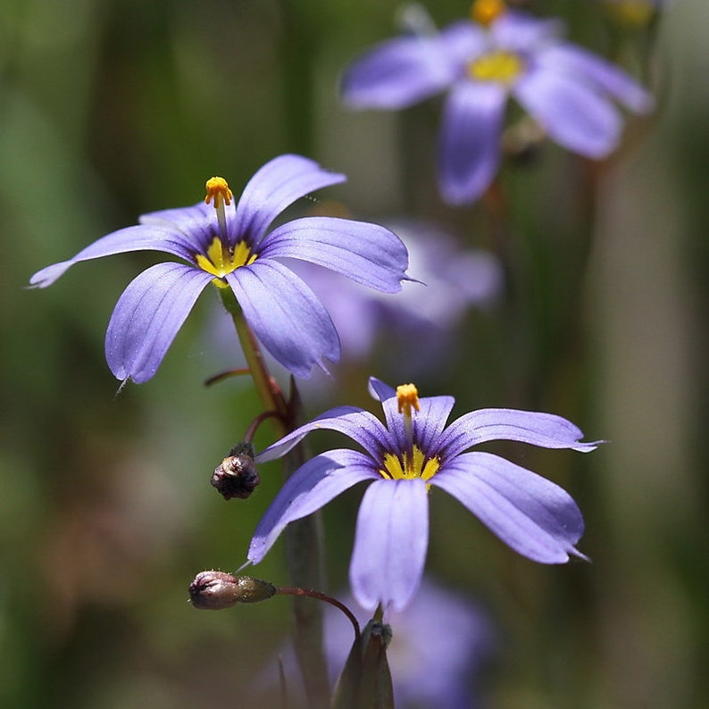 WetNWildGardens Eastern Blue-Eyed Grass - Thumbnail 3