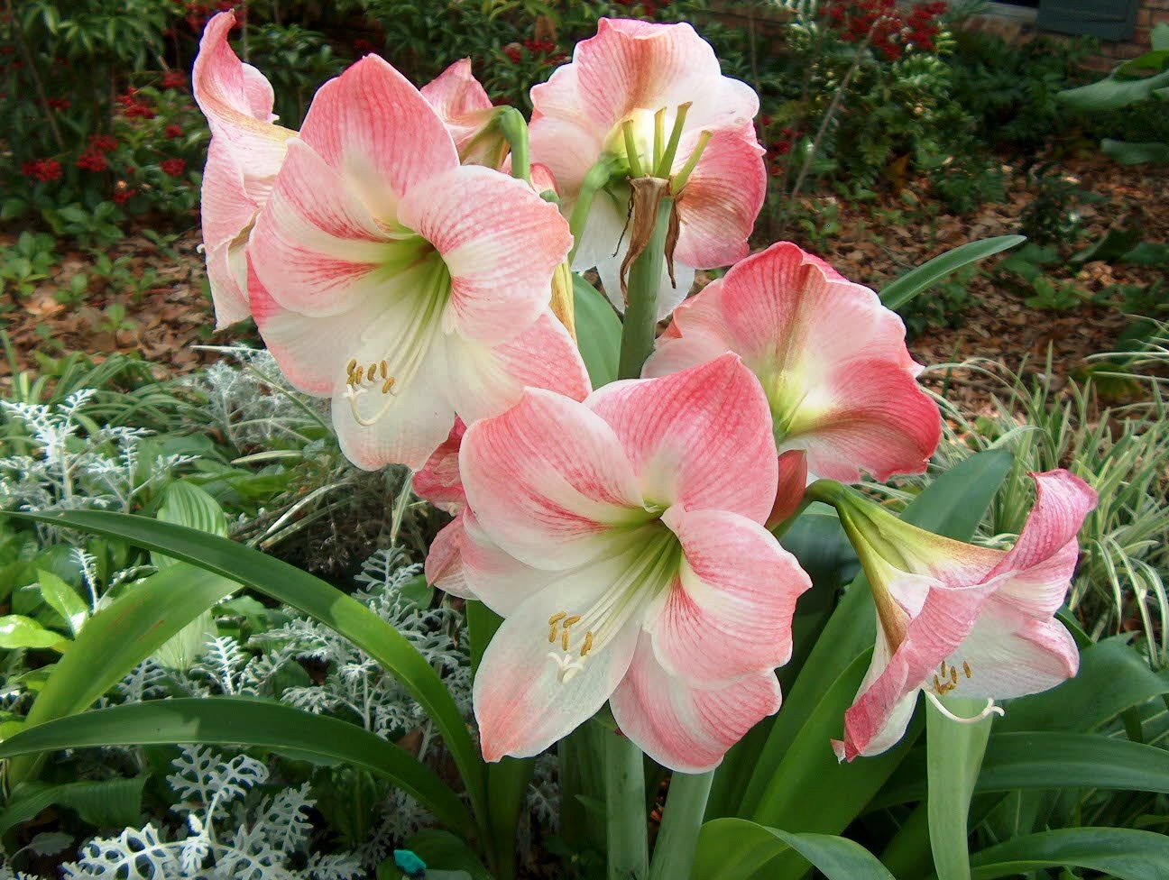 1 Garden Pink Amaryllis BULBS multiple Blooms per Bulb Etsy