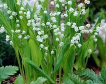 4 MINI (4-6") Old Fashion Lily Of The Valley Convallaria majalis~Woodland Garden ~Winter Hardy Perennial SHADE ground cover live plants/pips