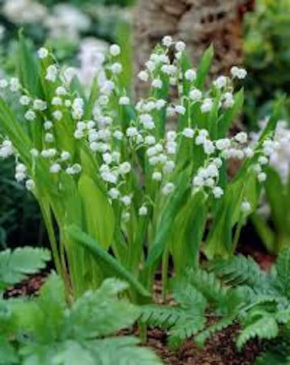 Buy Lily of the Valley, Summer Bulbs