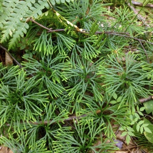 18 FAN CLUBMOSS, Running cedar, Ground pine Club Moss Low Growing Evergreen ground cover Terrariums. Live Plants