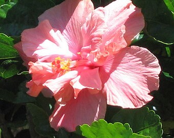 2 Tropical Salmon Pink Hibiscus double flowering UNROOTED 4-8" Cuttings Bush/shrub easy to root