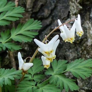 2 Wild Dutchman&#39;s Breeches Dicentra cucullaria Bulbs/Bare root ~Woodland gardens ~Naturalize