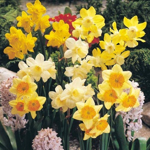 5 mixed Daffodil & Narcissus bulbs ~Woodland gardens ~Naturalize  *Pre Chilled Ready for SPRING PLANTING