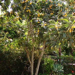 1 Loquat Seedling (Eriobotrya japonica) Japanese plum~Edible Fruit~ baby/starter/tree