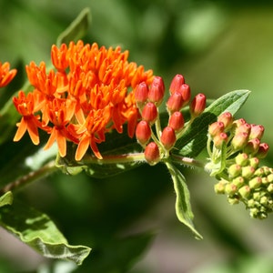 2 Butterflyweed Asclepias tuberosa L. Wildflower garden Live Bare root plants image 4