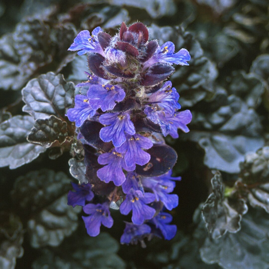 Bugleweed Roots 30 Ajuga Reptans 'bugleweed' Wild Creeping Ground Cover ~live Bare Root ...
