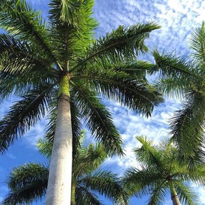 May include: A low angle view of several palm trees against a blue sky with white clouds. The palm trees have green fronds and white trunks.