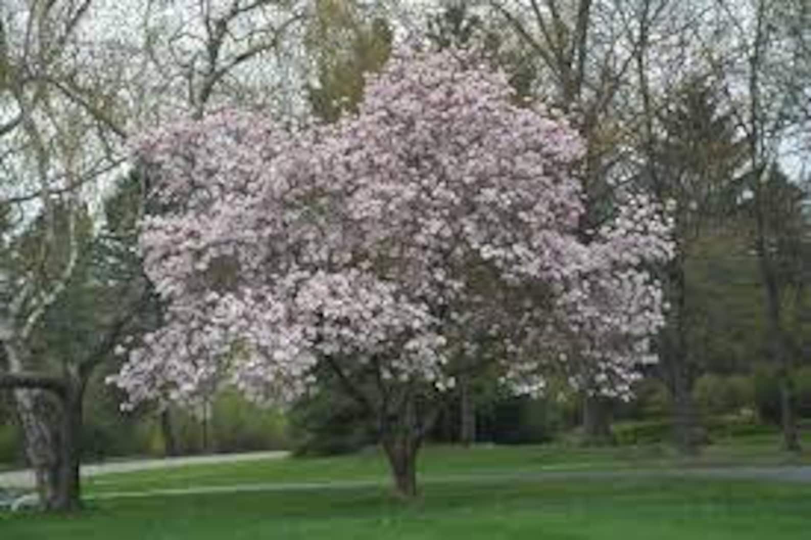 3 Saucer Magnolia Seedling/Sapling Flowering Bush Tree Etsy
